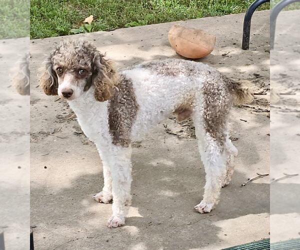 Medium Photo #4 Poodle (Miniature) Puppy For Sale in Lee's Summit, MO, USA