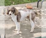 Small #3 Poodle (Miniature)