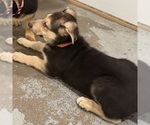 Small #2 German Shepherd Dog