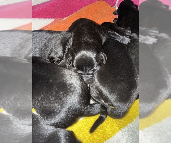 Medium Photo #3 Labrador Retriever Puppy For Sale in TEMECULA, CA, USA