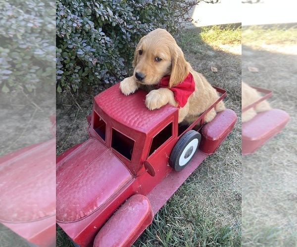 Medium Photo #10 English Cream Golden Retriever Puppy For Sale in RICHLAND, MO, USA