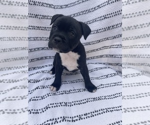 Staffordshire Bull Terrier Puppy for sale in CARDIFF BY THE SEA, CA, USA