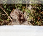 Small #25 ShihPoo