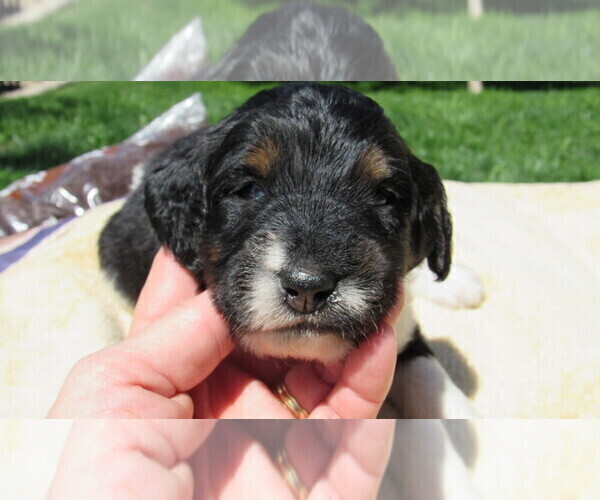 Medium Photo #8 Bernedoodle Puppy For Sale in BIG ROCK, IL, USA