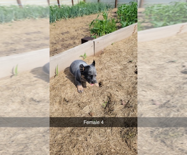 Medium Photo #2 Australian Cattle Dog Puppy For Sale in SHIPSHEWANA, IN, USA