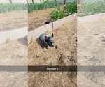 Small #1 Australian Cattle Dog