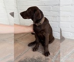 Small #2 Labrador Retriever