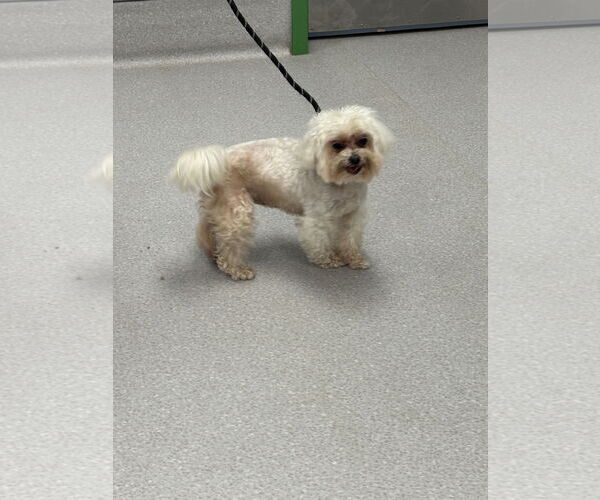 Medium Photo #3 Maltese-Unknown Mix Puppy For Sale in Washington, DC, USA