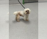 Small #2 Maltese Mix