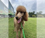 Small #3 Poodle (Standard)