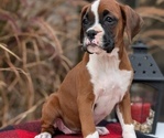 Small #12 Boxer