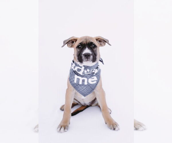 Medium Photo #6 American Staffordshire Terrier-Boxer Mix Puppy For Sale in Princeton, MN, USA