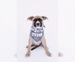 Small #5 American Staffordshire Terrier-Boxer Mix