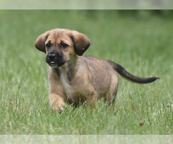 Medium Photo #3 Retriever -Unknown Mix Puppy For Sale in Mechanicsburg, PA, USA