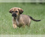 Small #2 Retriever  Mix