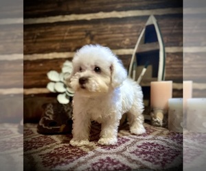 Poodle (Miniature) Puppy for sale in BARNETT, MO, USA
