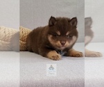 Small Photo #5 Pomsky Puppy For Sale in BURNS TWNSHP, MN, USA