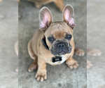 Puppy Mr Pamuk French Bulldog