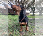 Small #2 Dachshund