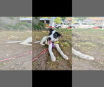 Small #3 Jack Russell Terrier Mix