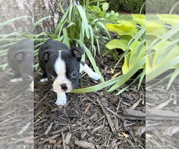 Medium Photo #5 Boston Terrier Puppy For Sale in FREDONIA, KS, USA