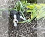 Small #4 Boston Terrier