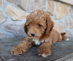 Small Photo #7 ShihPoo Puppy For Sale in HONEY BROOK, PA, USA