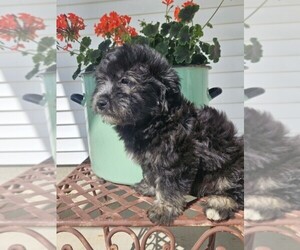 Miniature Labradoodle Puppy for sale in NILES, MI, USA