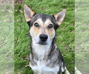 Mutt Dogs for adoption in Arlington, VA, USA