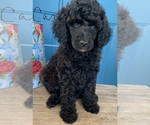 Small Photo #4 Poodle (Standard) Puppy For Sale in WICHITA FALLS, TX, USA
