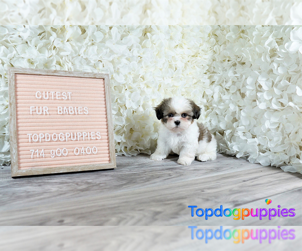 Medium Photo #3 Mal-Shi Puppy For Sale in FULLERTON, CA, USA
