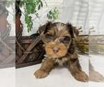 Small Photo #30 Shorkie Tzu Puppy For Sale in SELLERSBURG, IN, USA
