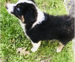 Small Photo #5 Australian Shepherd Puppy For Sale in DEVILLE, LA, USA