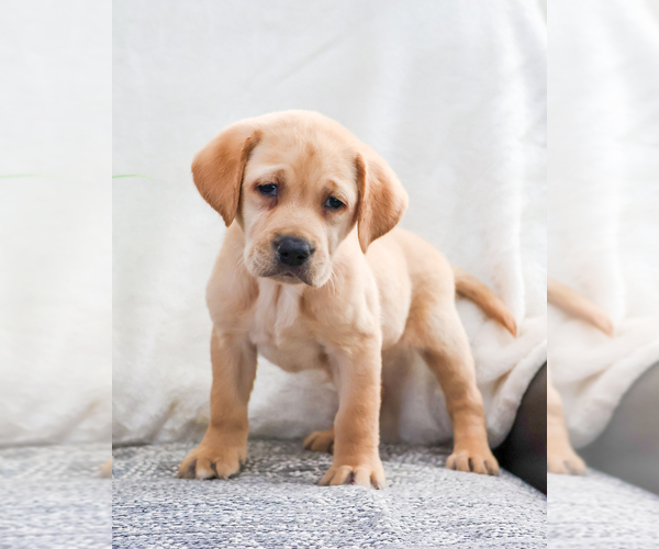 Medium Photo #1 Labrador Retriever Puppy For Sale in SYRACUSE, IN, USA
