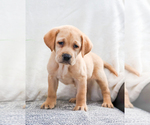 Small Photo #1 Labrador Retriever Puppy For Sale in SYRACUSE, IN, USA