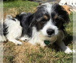 Small #1 Maltese Mix