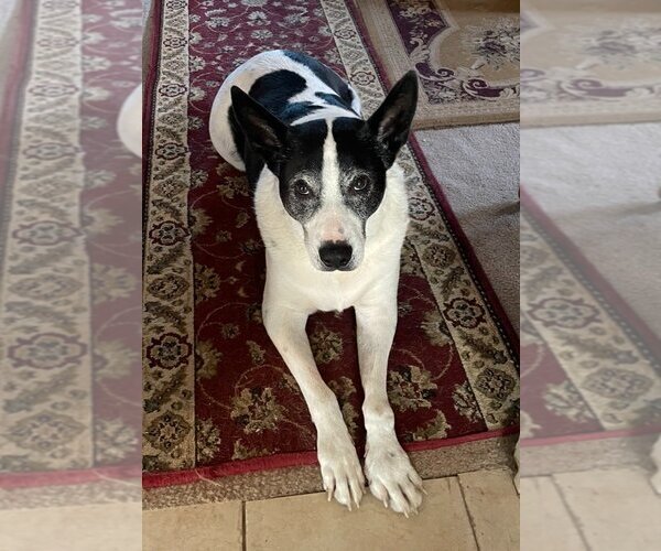 Medium Photo #10 Border Collie-Unknown Mix Puppy For Sale in Salt Lake City, UT, USA