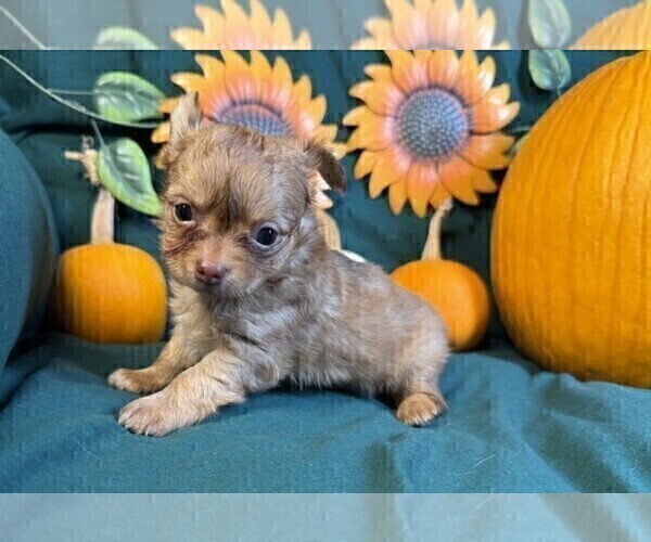 Medium Photo #24 Chihuahua Puppy For Sale in NAPLES, FL, USA