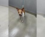RAIDER - Male Mutt Dog for Adoption - Small photo