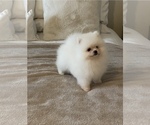 Small #1 Pomeranian