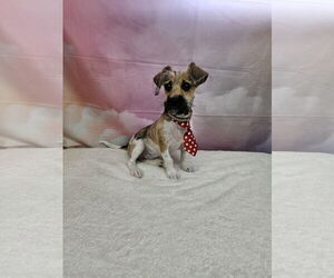 Medium Chihuahua Mix