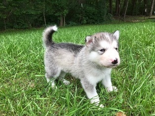 Alaskan Malamute Puppy for sale in JEFFERSON CITY, MO, USA