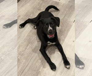 American Staffordshire Terrier-Labrador Retriever Mix Dogs for adoption in Holly Springs, NC, USA