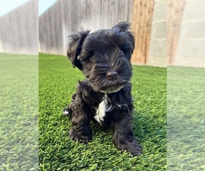 Schnauzer (Miniature) Puppy for sale in ODESSA, TX, USA