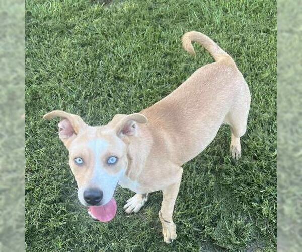 Medium Photo #2 Carolina Dog-Unknown Mix Puppy For Sale in Conroe, TX, USA