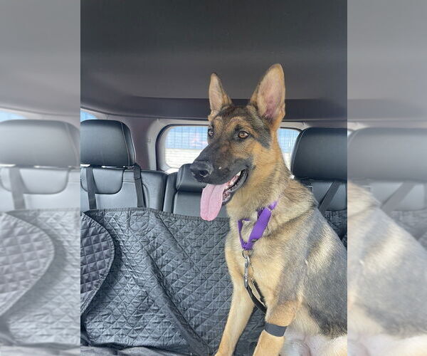 Medium Photo #16 German Shepherd Dog Puppy For Sale in Brewster, NY, USA