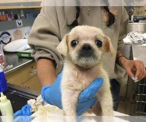 Pug-Unknown Mix Dogs for adoption in Riverside, CA, USA