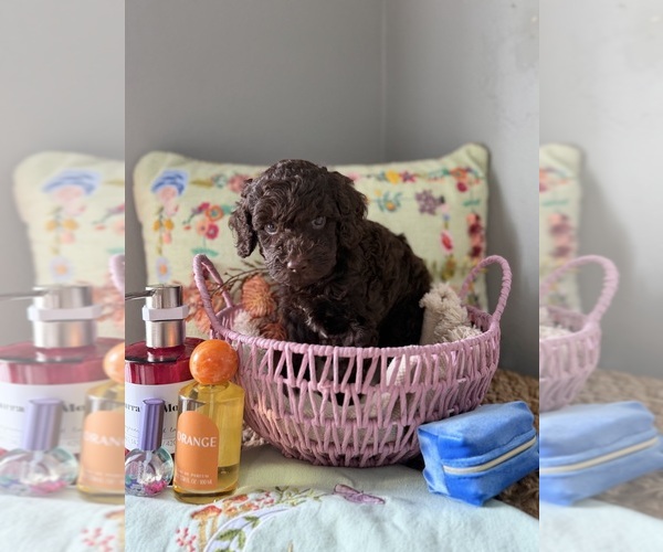 Medium Photo #1 Australian Labradoodle Puppy For Sale in WESLEY CHAPEL, FL, USA