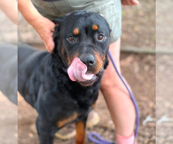 Medium Photo #5 Rottweiler Puppy For Sale in Hillsboro, NH, USA