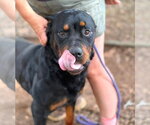 Small #4 Rottweiler